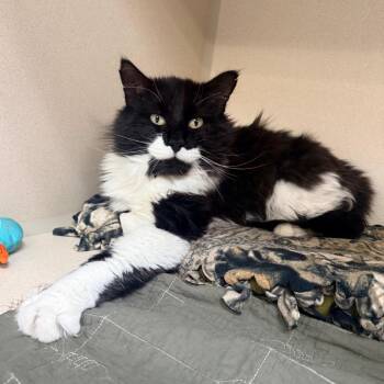 Domestic Long Hair Cats Available for Adoption in Great Falls, Montana - Magnum P.I. | PetCurious