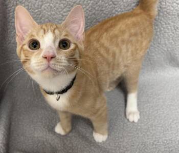 Clove -  Domestic Short Hair Cat for Adoption in Madison, Georgia - Clove | PetCurious