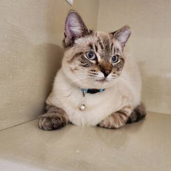 Rescue Domestic Short Hair and Siamese Cats for Adoption in Prescott, Arizona - Kona | PetCurious