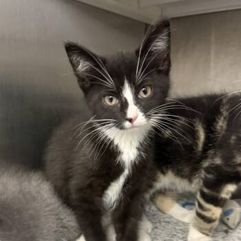 The Rock -  Domestic Short Hair Cat for Adoption in Pittsburgh, Pennsylvania - The Rock | PetCurious