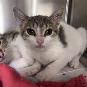 Landry -  Domestic Short Hair Cat for Adoption in Bentonville, Arkansas - Landry | PetCurious