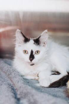 93107a Sassy -  Domestic Medium Hair and Domestic Short Hair Cat for Adoption in North Charleston, South Carolina - 93107a Sassy | PetCurious