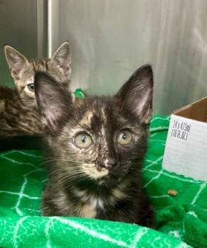 Pandora -  Domestic Short Hair Cat for Adoption in Danielsville, Georgia - Pandora | PetCurious