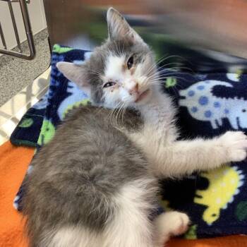 Rumplestiltskin -  Domestic Short Hair Cat for Adoption in Morganton, North Carolina - Rumplestiltskin | PetCurious