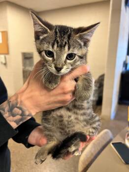 Sonic CS-280/26 -  Domestic Short Hair Cat for Adoption in Burlington, Ontario - Sonic CS-280/26 | PetCurious