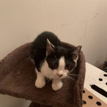 Rescue Domestic Short Hair Cats for Adoption in Woodstock, Virginia - Carr Carr Estep | PetCurious