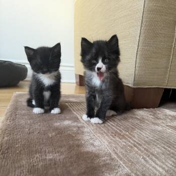 Domestic Short Hair Cats Available for Adoption - Duke 3 | PetCurious