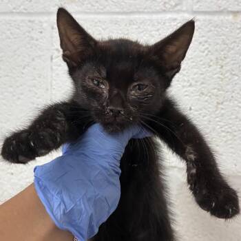 Jonas -  Domestic Short Hair Cat for Adoption in Edinburg, Texas - Jonas | PetCurious