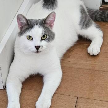 Fred -  Domestic Short Hair Cat Available for Adoption in Traverse City, Michigan - Fred | PetCurious