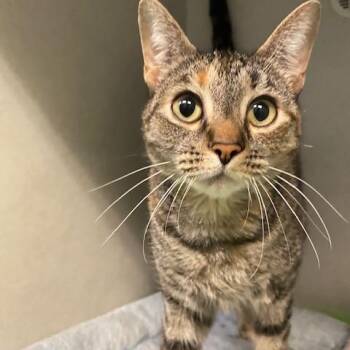 Arya -  Domestic Short Hair Cat for Adoption in Dayton, Ohio - Arya | PetCurious