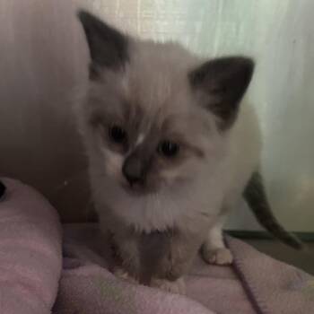 Falkor -  Domestic Medium Hair Cat for Adoption in Veneta, Oregon - Falkor | PetCurious