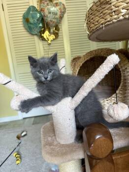Pebbles -  Domestic Medium Hair Cat for Adoption in East Greenville, Pennsylvania - Pebbles | PetCurious