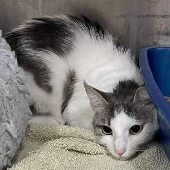 Pink -  Domestic Short Hair Cat for Adoption in Port Charlotte, Florida - Pink | PetCurious