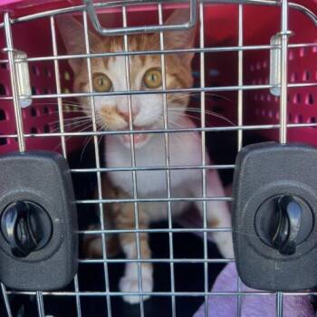 Domestic Short Hair Cats Available for Adoption - Boatie | PetCurious