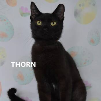 Domestic Short Hair Cats Available for Adoption in Yuma, Arizona - Thorn | PetCurious