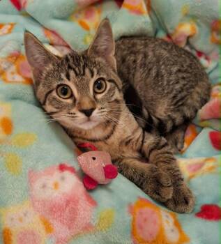 Pika (Whiskers Society) -  Domestic Short Hair Cat for Adoption in Watertown, Wisconsin - Pika (Whiskers Society) | PetCurious
