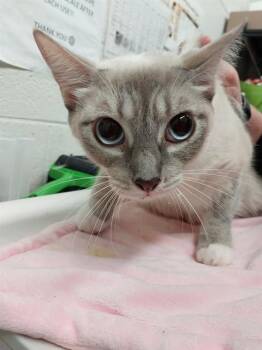 Siamese Cats Available for Adoption - ARYA | PetCurious