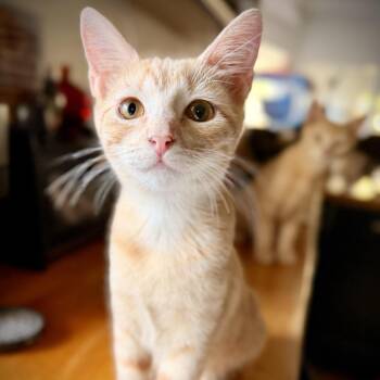 Syrin -  Domestic Short Hair Cat for Adoption in Fort Worth, Texas - Syrin | PetCurious