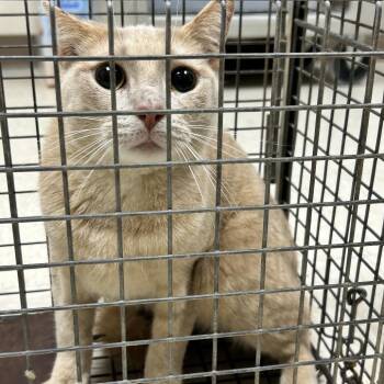 Trapped-Lyman Ln 2 -  Domestic Short Hair Cat for Adoption in Roxboro, North Carolina - Trapped-Lyman Ln 2 | PetCurious