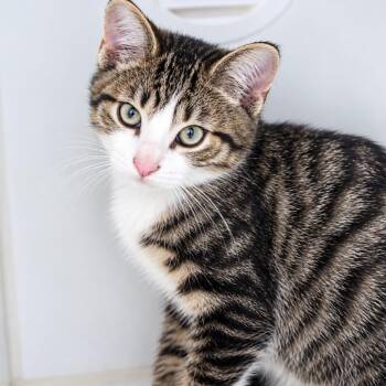 Phoenix -  Domestic Short Hair Cat for Adoption in Walnutport, Pennsylvania - Phoenix | PetCurious