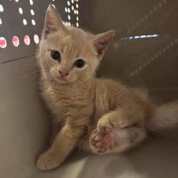Cheerio -  Domestic Short Hair Cat for Adoption in Brentwood, Missouri - Cheerio | PetCurious