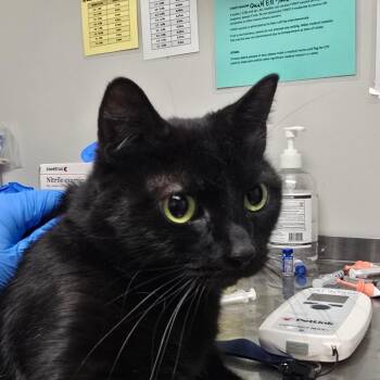 Domestic Short Hair Cats Available for Adoption in Concord, North Carolina - Lucille | PetCurious