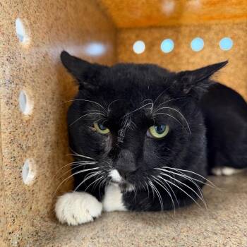 Momo -  Domestic Short Hair Cat for Adoption in Philadelphia, Pennsylvania - Momo | PetCurious