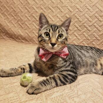 Rescue Tabby Cats for Adoption - Simba | PetCurious