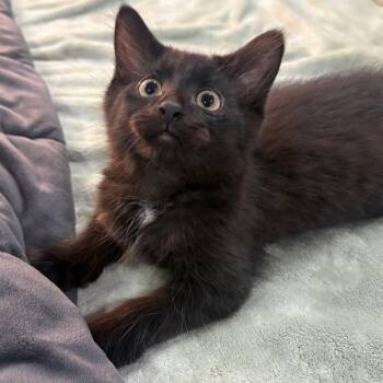 Emmett -  Domestic Medium Hair Cat for Adoption in Puslinch, Ontario - Emmett | PetCurious