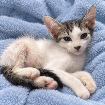 Darcy -  Domestic Short Hair Cat for Adoption in Tucson, Arizona - Darcy | PetCurious