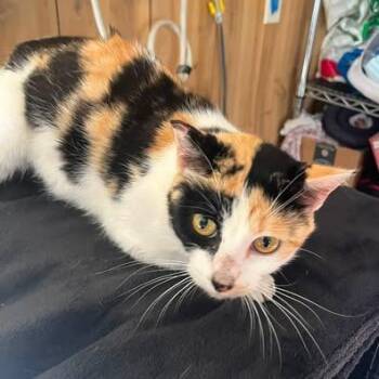 Checkers -  Domestic Short Hair Cat for Adoption in Pittsburg, Kansas - Checkers | PetCurious