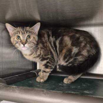 American Shorthair Cats Available for Adoption - Cici | PetCurious