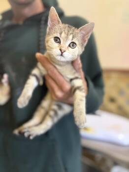 Domestic Short Hair Cats Available for Adoption - Lady Bug 23C-0206 | PetCurious
