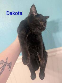 Domestic Short Hair Cats Available for Adoption - Dakota | PetCurious