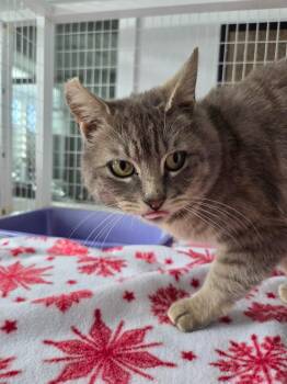 Domestic Short Hair Cats Available for Adoption in Brookings, Oregon - Gaston | PetCurious
