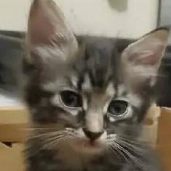 Pepper -  Domestic Short Hair Cat for Adoption in Shinnston, West Virginia - Pepper | PetCurious