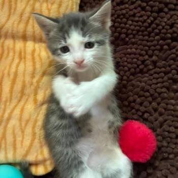 John Dory -  Domestic Short Hair Cat for Adoption in Mebane, North Carolina - John Dory | PetCurious