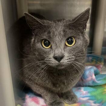 Maia -  Domestic Short Hair Cat for Adoption in Salt Lake City, Utah - Maia | PetCurious