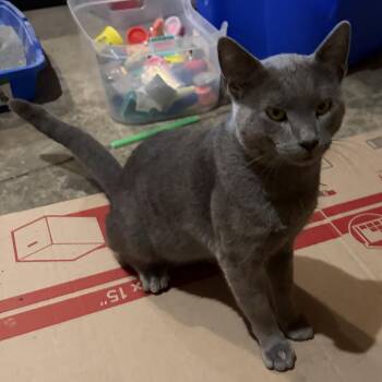 Felix -  Domestic Short Hair Cat for Adoption in Bismarck, North Dakota - Felix | PetCurious