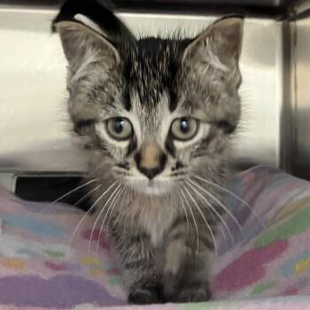 Domestic Short Hair Cats Available for Adoption in Grand Rapids, Michigan - Toyota - Chow Hound Northland | PetCurious