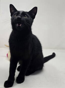 Rescue American Shorthair Cats for Adoption in Crompond, New York - Asteroid | PetCurious