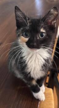 Annaleigh -  Domestic Short Hair Cat for Adoption in Cumming, Georgia - Annaleigh | PetCurious