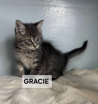 Rescue Domestic Short Hair Cats for Adoption in Windom, Minnesota - Gracie | PetCurious