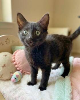Feather -  Domestic Medium Hair Cat for Adoption in Novato, California - Feather | PetCurious