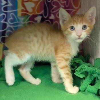 Penguin -  Domestic Short Hair Cat for Adoption - Penguin | PetCurious
