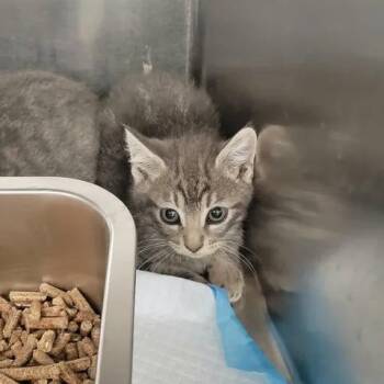 Bo -  Domestic Short Hair Cat for Adoption in Spokane, Washington - Bo | PetCurious