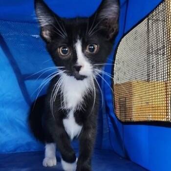 Rescue Domestic Short Hair Cats for Adoption in Toledo, Ohio - Ernie | PetCurious