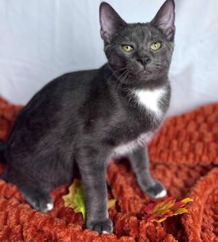 Rescue Domestic Short Hair Cats for Adoption in Rixeyville, Virginia - Baloo | PetCurious