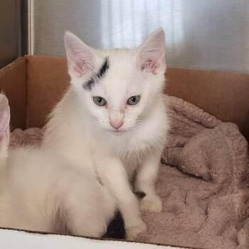 Apple Jacks -  Domestic Short Hair Cat for Adoption in Evensville, Tennessee - Apple Jacks | PetCurious