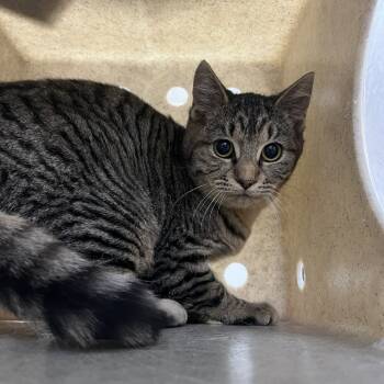 Rescue Domestic Short Hair Cats for Adoption in Lyndhurst, Virginia - SVAS-Stray-37848 | PetCurious